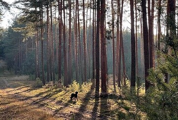 Jagd & Klimaschutz I Vortrag & Gespräch