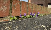 Symbolbild Blume in der Stadt, Foto: Alena Lampe, Lizenz: tmu GmbH