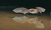 Fledermaus, Foto: BUND, Lizenz: Burg Lenzen