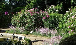 Natur und Struktur im Beet
