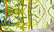 Literatur im Gruenen, Foto: Maria Roewer