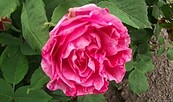 Rose, Foto: Heiko Bölk, Lizenz: BUND-Besucherzentrum Burg Lenzen