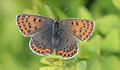 Brauner Feuerfalter, Foto: Oliver Brauner, Lizenz: NaturSchutzFonds Brandenburg