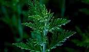 artemisia annua, Foto: pixabay, Lizenz: pixabay