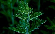 artemisia annua, Foto: pixabay, Lizenz: pixabay