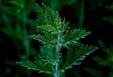 Artemisia annua, die Königin der Heilpflanzen auf dem Kräuter- und Naturhof