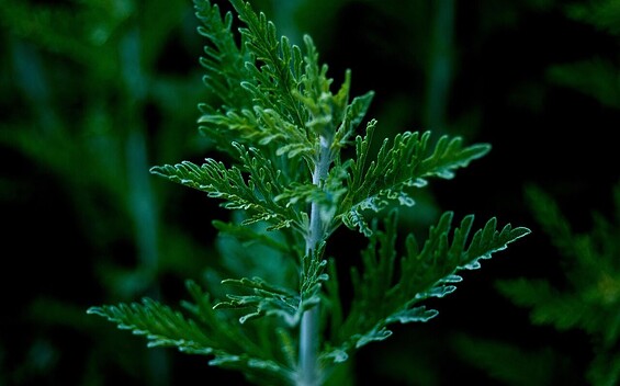 Artemisia annua, die Königin der Heilpflanzen auf dem Kräuter- und Naturhof