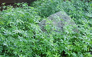 Waldmeister, Foto: Ute Bernhardt, Lizenz: Ute Bernhardt