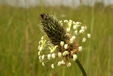 Kräutersonntag im Naturpark: Erdkammersirup
