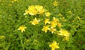 Johanniskraut, Foto: Rosa-Maria Rinkl