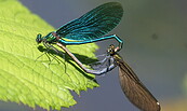 Prachtlibelle, Foto: Wolfgang Schmidt, Lizenz: Wolfgang Schmidt