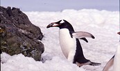 Pinguin in der Antarktiv, Foto: Dr. Javier Gonzalez , Lizenz: Dr. Javier Gonzalez