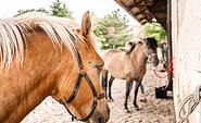 Pferdekultur in Hobrechtsfelde, Foto: Durant, Lizenz: Tourismusverein Naturpark Barnim