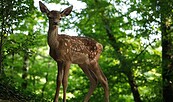 Bambi, Foto: Eric Travers, Lizenz: EuroVideo/SquareOne/Central