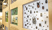 Ausstellungsmodul, Foto: Adrian Lorberth, Lizenz: Adrian Lorberth
