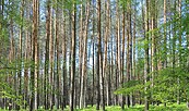 Kiefernwald im Naturpark, Foto: Bansen-Wittig