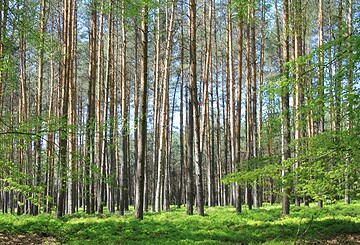 Ferienprogramm: Überleben in der Wildnis