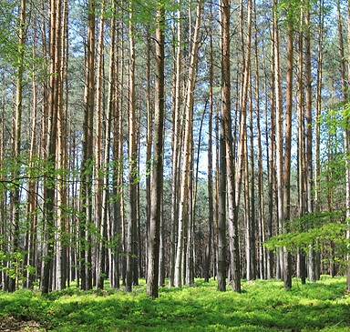 Ferienprogramm: Überleben in der Wildnis