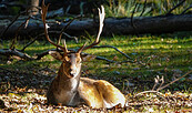 Hirsch im Abendlicht, Foto: Ronja Grothe, Lizenz: Landschafts-Förderverein Nuthe-Nieplitz-Niederung e.V.