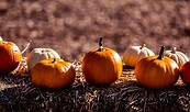 Symbolbild, Foto: grantbahk, Lizenz: pixabay.com