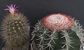 Melocactus und Neoporteria, Foto: Harald Köppen, Lizenz: Harald Köppen
