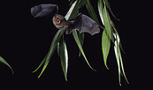Mückenfledermaus, Foto: Dietmar Nill, Lizenz: NaturSchutzFonds Bbg.