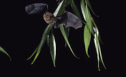 Mückenfledermaus, Foto: Dietmar Nill, Lizenz: NaturSchutzFonds Bbg.