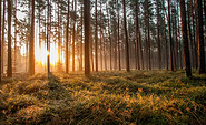 Licht im Wald, Foto: Michael Zauft, Lizenz: NaturSchutzFonds Bbg.