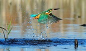 Eisvogel, Foto: Frank Koch, Lizenz: NaturSchutzFonds Bbg.