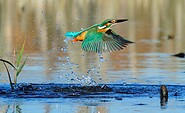 Eisvogel, Foto: Frank Koch, Lizenz: NaturSchutzFonds Bbg.
