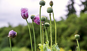 Schlafmohn, Foto: Ute C. Bauer