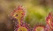Sonnentau im Bergener Moor, Foto: Ralf Donat, Lizenz: Sielmanns Naturlandschaft Wanninchen