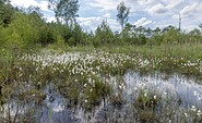 Bergener Moor, Foto: Ralf Donat, Lizenz: Sielmanns Naturlandschaft Wanninchen