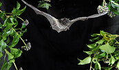 Mopsfledermaus, Foto: Milan Podany, Lizenz: Sielmanns Naturlandschaft Wanninchen