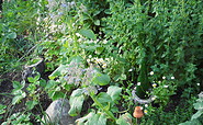 Kräuterhügel, Foto: Ute Bernhardt, Lizenz: Ute Bernhardt