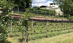 Weinfest im Park der Villa Jacobs