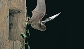 Zwergfledermaus, Foto: Dietmar Nill, Lizenz: NaturSchutzFonds Brandenburg