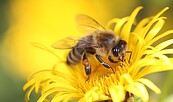 Bienenführung – Eine Führung voller Summen und Wunder, Foto: pixabay, Lizenz: pixabay