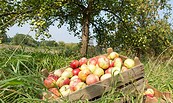 Apfelernte, Foto: © Äpfel und Konsorten, Lizenz: © Äpfel und Konsorten