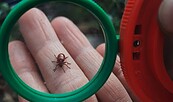 Insektensafari, Foto: Schlossgut Schwante, Lizenz: Schlossgut Schwante