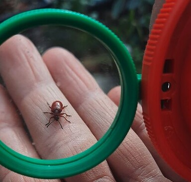 Insekten Safari mit Kristin Garner aus der Storchenschmiede Linum
