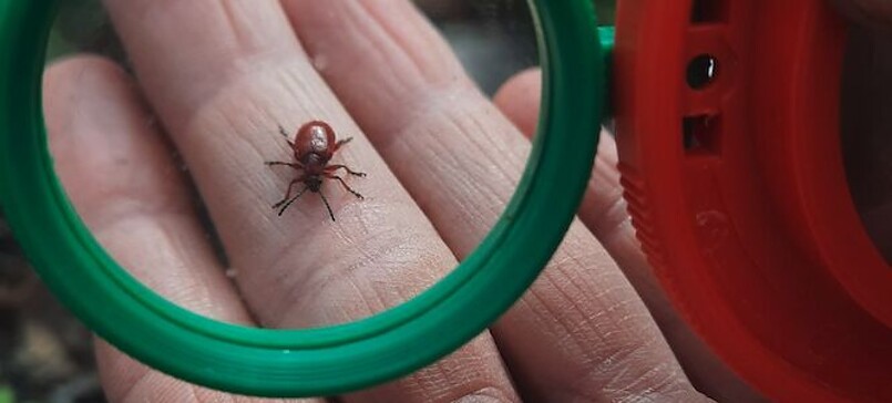 Insekten Safari mit Kristin Garner aus der Storchenschmiede Linum