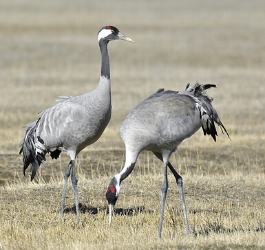 Vögel des Glücks – Auf den Spuren der Kraniche / Vogelbeobachtung auf dem Schlossgut Schwante