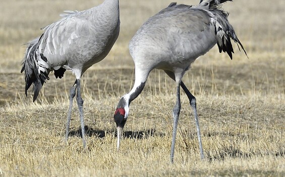 Vögel des Glücks – Auf den Spuren der Kraniche / Vogelbeobachtung auf dem Schlossgut Schwante