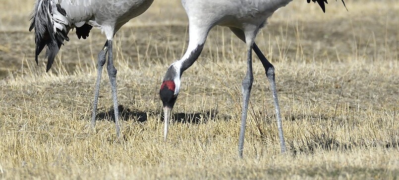 Vögel des Glücks – Auf den Spuren der Kraniche / Vogelbeobachtung auf dem Schlossgut Schwante