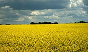 Rapsfeld in der Prignitz, Foto: Uwe Knoblauch, Lizenz: Tourismusverband Prignitz