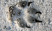 Wolfsspur, Foto: Ralf Donat, Lizenz: Heinz Sielmann Stiftung