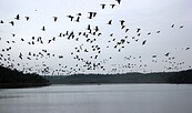 Gänseschwarm über dem Blankensee, Foto: Landschafts-Förderverein Nuthe-Nieplitz-Niederung e.V., Lizenz: Landschafts-Förderverein Nuthe-Nieplitz-Niederung e.V.