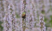 Rosenkäfer an Durftnelke, Foto: Theresa Rieß, Lizenz: Sielmanns Naturlandschaft Wanninchen