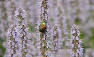 Rosenkäfer an Durftnelke, Foto: Theresa Rieß, Lizenz: Sielmanns Naturlandschaft Wanninchen